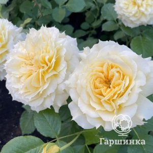 

Роза Чайна Герл флорибунда