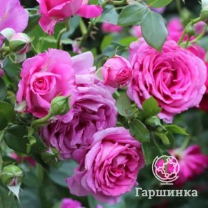 

Роза Клэр Маршалл, Питомник роз Королева Роза