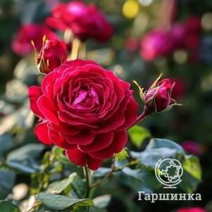 

Роза Домэн Де Сен Жан Де Борегар флорибунда