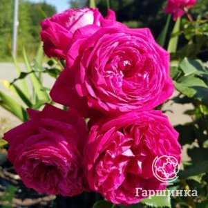 

Роза Фрайфрау Каролина флорибунда, Питомник роз Королева Роза