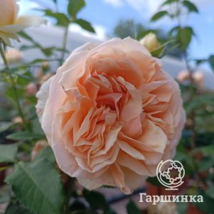 

Роза Женевьева Орси флорибунда, Питомник роз Королева Роза