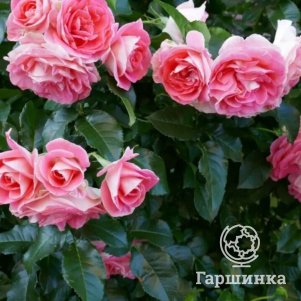 

Роза Джет Сет флорибундаоза