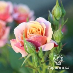 

Роза Ля роз де Импрессионист флорибунда