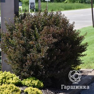 Пузыреплодник Литтл Девил