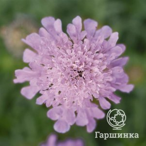 

Скабиоза Ритц Роуз