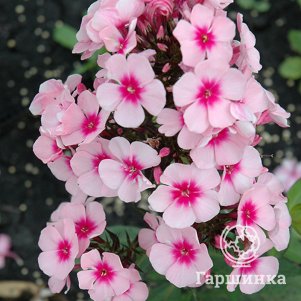Флокс Бриллиант Айс метельчатый