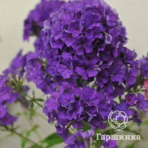 

Флокс Гардемарин метельчатый