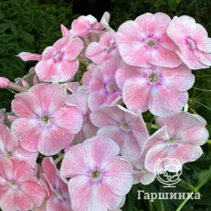 

Флокс Алиса Фрейндлих