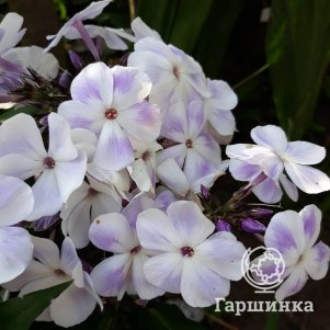

Флокс Облако метельчатый