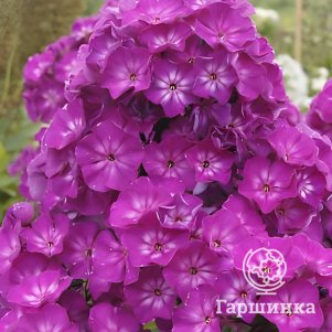

Флокс Татьяна метельчатый