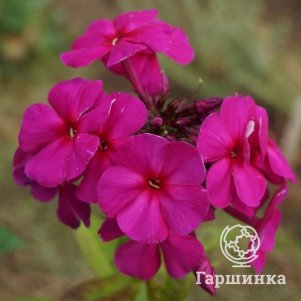Флокс Ялтинская ночь метельчатый