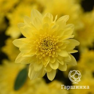 

Хризантема Лимонка корейская