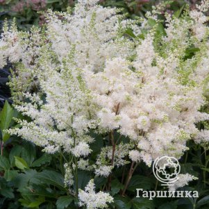

Астильба Арендса Астари Вайт