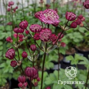 

Астранция Гарнет крупная