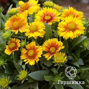 

Гайлардия Аризона Априкот
