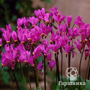 

Додекатеон Ред Вингс