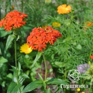 

Лихнис (Зорька) халцедонский