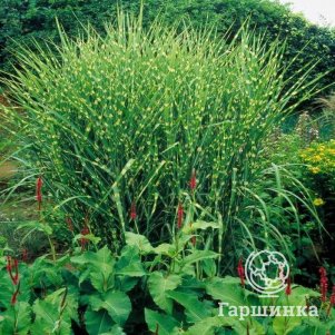 Мискантус Зебринус китайский