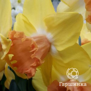 

Нарцисс Колор Ран гофрир.коронка 3шт.