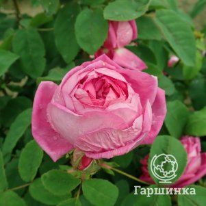 

Роза Маржолен флорибунда