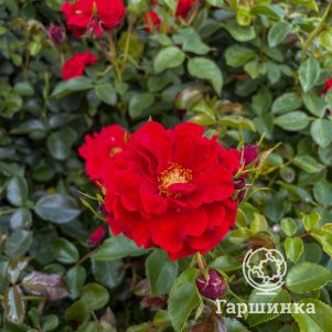 

Роза Пепино флорибунда