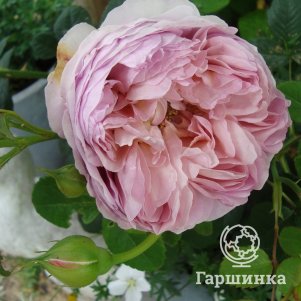 

Роза Питер Пауль Рубенс флорибунда