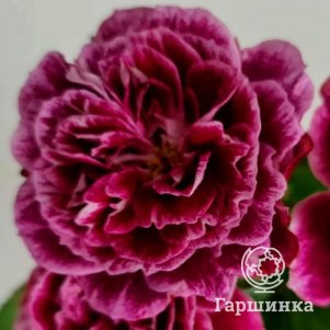 

Роза Спарклинг Бургунди флорибунда