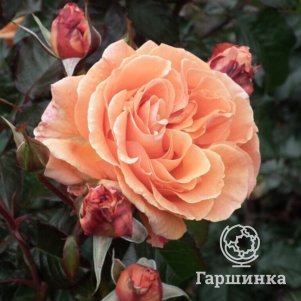 

Роза Таттон флорибунда, Питомник роз Королева Роза