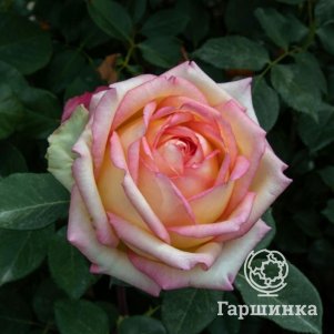 

Роза Анна Молинари чайно-гибридная, Питомник роз Королева Роза