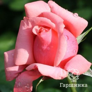 

Роза Бермуда чайно-гибриднаяоза