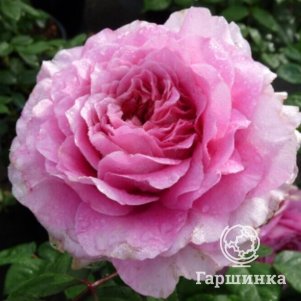 

Роза Айсфогель чайно-гибридная