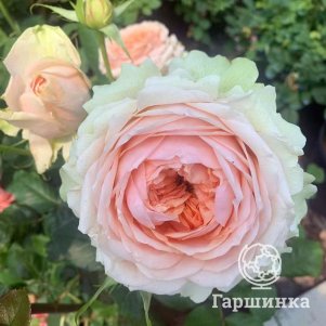 

Роза Гравити чайно-гибридная, Питомник роз Королева Роза