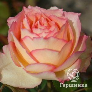 

Роза Джалита чайно-гибридная, Питомник роз Королева Роза
