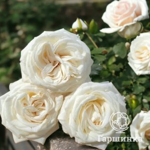 

Роза Жанн Моро чайно-гибридная