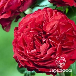 

Роза Жюбиле Лаперрье чайно-гибридная