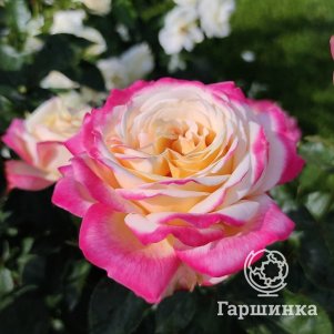 Роза Кордес Джубили чайно-гибридная