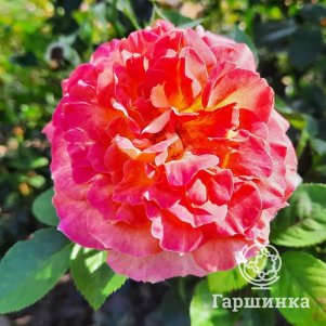 

Роза Малейка чайно-гибридная, Питомник роз Королева Роза