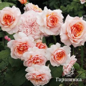 

Роза Мауриция чайно-гибридная