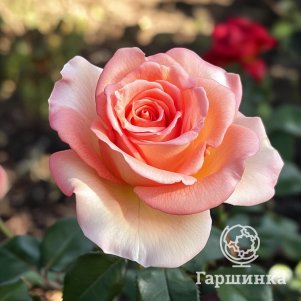 

Роза О Хэппи Дэй чайно-гибридная