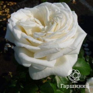 

Роза Пьер Ардити чайно-гибриднаяоза