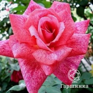 

Роза Пьер Карден чайно-гибридная, Питомник роз Королева Роза