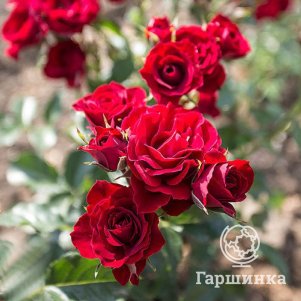 

Роза Ред Сенсейшн