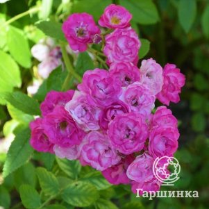 Роза Аллевья мускусная, Питомник роз Королева Роза