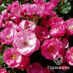 

Роза Андромеда почвопокровная