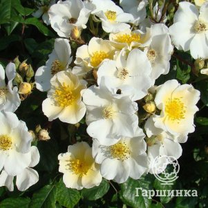 

Роза Росалита мускусная, Питомник роз Королева Роза
