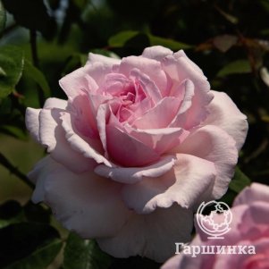 

Роза Савой Хотел чайно-гибридная