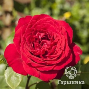 

Роза Штортебекер чайно-гибридная