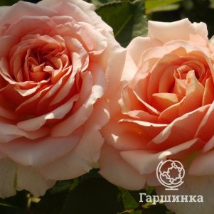 

Роза Таити чайно-гибридная, Питомник роз Королева Роза