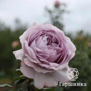 

Роза Зе Прайд чайно-гибридная, Питомник роз Королева Роза
