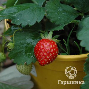 

Клубника Кент